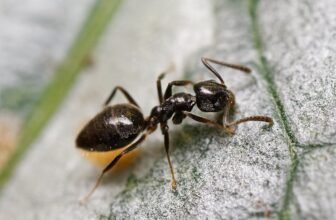 How to Get Rid of Ants in Your Ohio Home (And the Types to Watch Out For)
